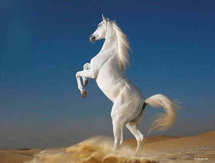 De ce vis de un cal alb într-o interpretare de vis de la diferiți autori