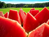 До фруктам або ягодам відноситься кавун - розвінчуємо міфи