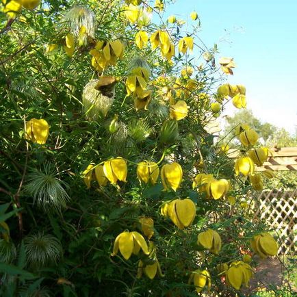 Clematis Tangut radar de dragoste - caracteristicile și caracteristicile de plantare a unui soi popular