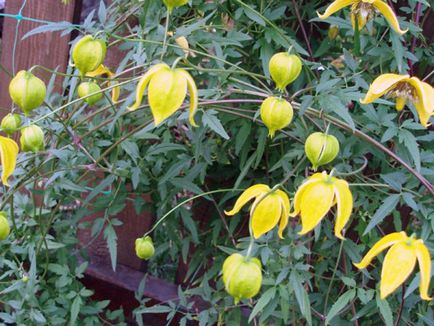 Clematis Tangut radar de dragoste - caracteristicile și caracteristicile de plantare a unui soi popular