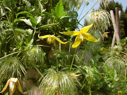 Clematis Tangut radar de dragoste - caracteristicile și caracteristicile de plantare a unui soi popular