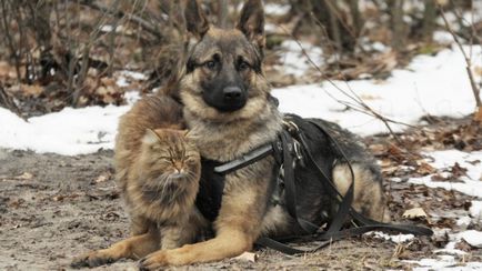 Кот, що виріс серед псів, працює - провокатором - в центрі підготовки службових собак