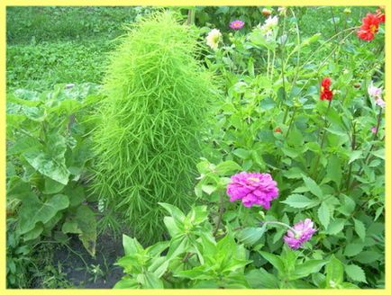 Seprűfüvet ültetés és gondozás - a tulajdonos kert