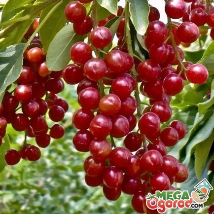 Red cherry hasznos tulajdonságai, termesztési módszerekkel és gondozási tippek