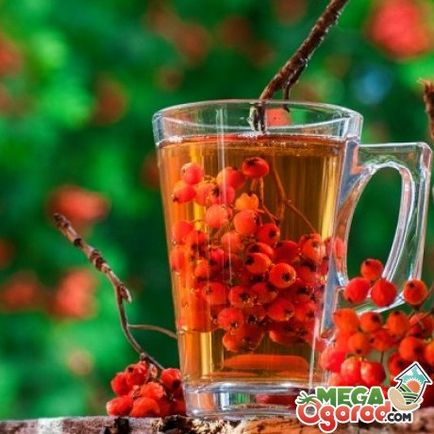 Red cherry hasznos tulajdonságai, termesztési módszerekkel és gondozási tippek