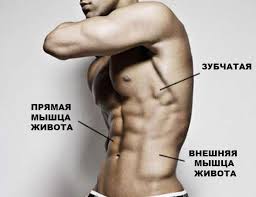 Mușchii abdominali puternici - coloana vertebrală stabilă și spatele puternic