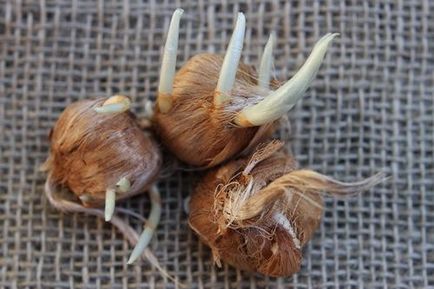 Crocus virágok ültetése és fotó gondoskodás derűs urozhaynik (fotó) Crocus virágok ültetése és fotó gondoskodás derűs urozhaynik