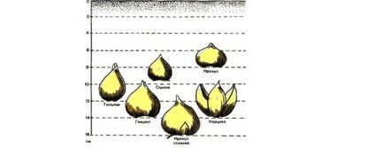 Crocusii cresc bulbi în grădină