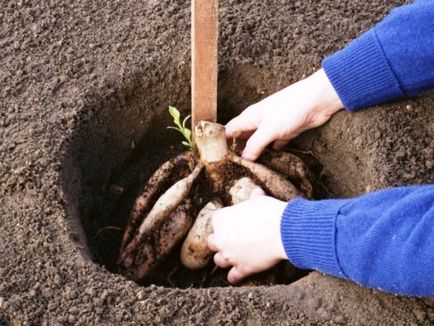 Crocusii cresc bulbi în grădină