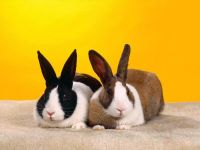 Кролики, хвороби кроликів, миксоматоз, набрякла форма, загибель, ознаки симптоми, вузликова форма,