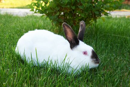 Кролики каліфорнійської породи - розведення, утримання та опис з фото