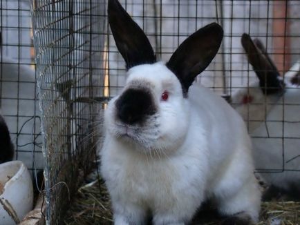 Кролики каліфорнійської породи - розведення, утримання та опис з фото