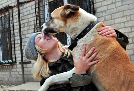 În cazul în care pentru a lua catelul de pe stradă Voronezh adăposturi pentru animale fără adăpost, camera voronezh