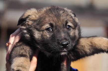 În cazul în care pentru a lua catelul de pe stradă Voronezh adăposturi pentru animale fără adăpost, camera voronezh