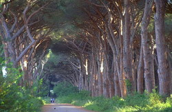 Stațiunile sunt caracteristici și distincții din Toscana, Italia, Toscana