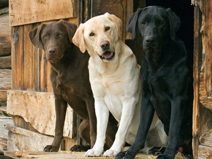 Labrador Retriever