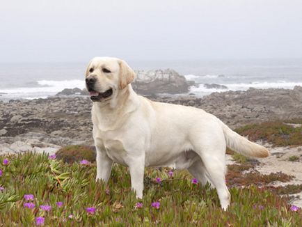 Labrador Retriever