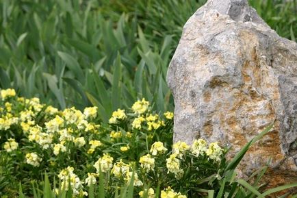 Лакфіоль садові особливості культивування і красива фотодобірка