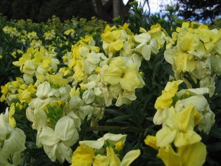 Grădina Lakfiol oferă o cultivare și o colecție frumoasă de fotografii