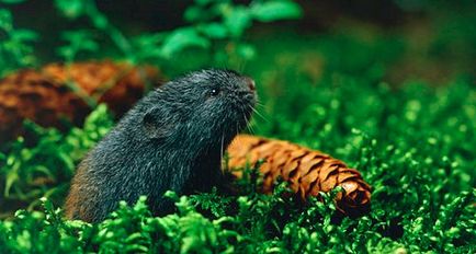 Lemmings - fotografie, descriere, specie, nutriție, reproducere