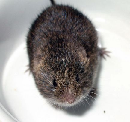 Lemmings - fotografie, descriere, specie, nutriție, reproducere