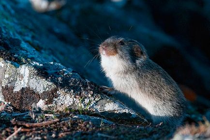 Lemmings - fotografie, descriere, specie, nutriție, reproducere