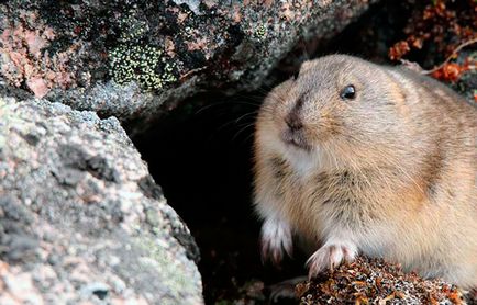 Lemmings - fotografie, descriere, specie, nutriție, reproducere