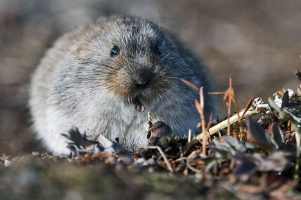 Lemmings - fotografie, descriere, specie, nutriție, reproducere