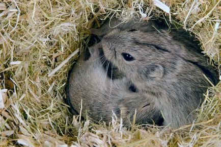 Lemmings - fotografie, descriere, specie, nutriție, reproducere