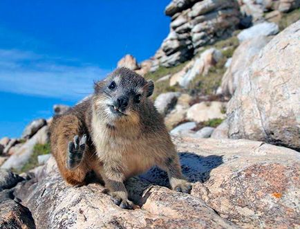 Lemmings - fotografie, descriere, specie, nutriție, reproducere