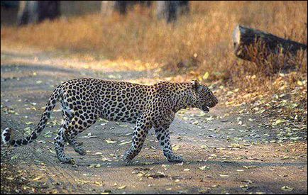 Леопард (panthera pardus) леопард, зовнішній вигляд опис розмір вага забарвлення поширення ареал