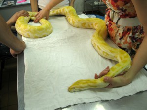 Сънна змия - как да се избегнат проблеми