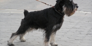 Lucifer (lacuri), zwergschnauzer, câini, animalele de companie