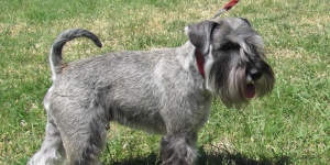 Lucifer (lacuri), zwergschnauzer, câini, animalele de companie