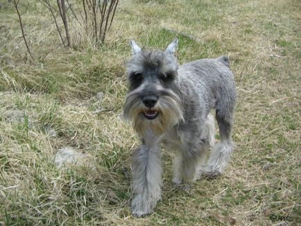 Lucifer (lacuri), zwergschnauzer, câini, animalele de companie