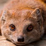 Mongoose (55 de fotografii) vânător de șarpe, familie pitic, animal dungat acasă, viteză