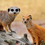 Mongoose (55 de fotografii) vânător de șarpe, familie pitic, animal dungat acasă, viteză