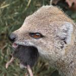 Mongoose (55 de fotografii) vânător de șarpe, familie pitic, animal dungat acasă, viteză