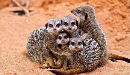 Mongoose (55 de fotografii) vânător de șarpe, familie pitic, animal dungat acasă, viteză