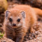 Mongoose (55 de fotografii) vânător de șarpe, familie pitic, animal dungat acasă, viteză