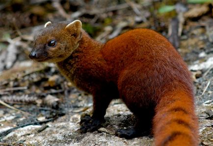 Mongoose (55 fotó) Hunter kígyók, törpe család, otthon csíkos állat, sebesség