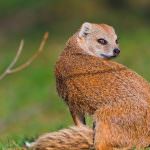 Mongoose (55 de fotografii) vânător de șarpe, familie pitic, animal dungat acasă, viteză