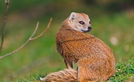 Mongoose (55 de fotografii) vânător de șarpe, familie pitic, animal dungat acasă, viteză