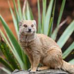 Mongoose (55 de fotografii) vânător de șarpe, familie pitic, animal dungat acasă, viteză