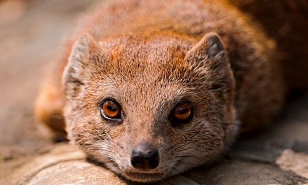 Mongoose (55 de fotografii) vânător de șarpe, familie pitic, animal dungat acasă, viteză