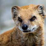 Mongoose (55 de fotografii) vânător de șarpe, familie pitic, animal dungat acasă, viteză