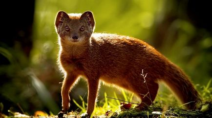 Mongoose (55 de fotografii) vânător de șarpe, familie pitic, animal dungat acasă, viteză