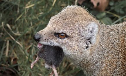 Mongoose (55 de fotografii) vânător de șarpe, familie pitic, animal dungat acasă, viteză