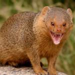 Mongoose (55 de fotografii) vânător de șarpe, familie pitic, animal dungat acasă, viteză