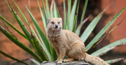 Mongoose (55 de fotografii) vânător de șarpe, familie pitic, animal dungat acasă, viteză